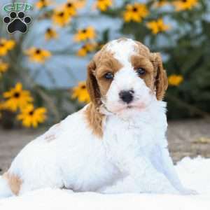 Conner F1B, Cavapoo Puppy